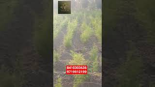 Shatavar Kheti||Seeds||#shatavari#shortvideo#kheti#shatavarka rate