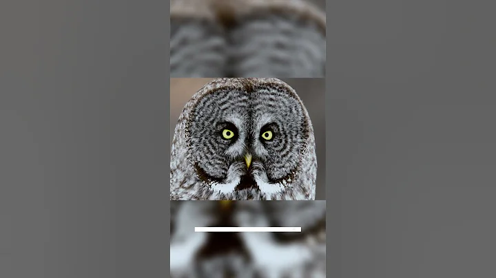 Dangerous Owl Sound 🦉| owl #shorts  #free #birds