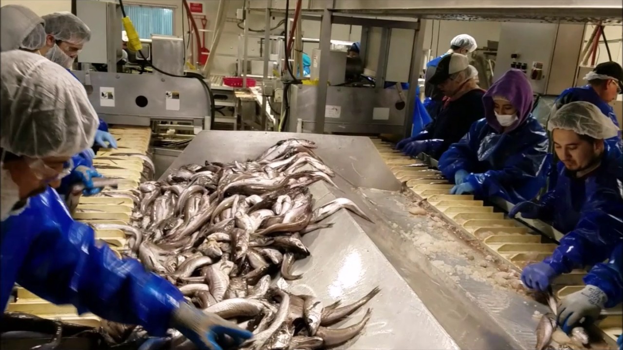 Hake production line short draft - YouTube