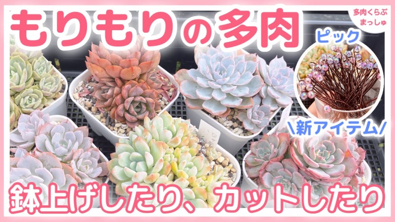 多肉植物】もりもり多肉の植え替え＆新アイテム/植え替えの目印に 