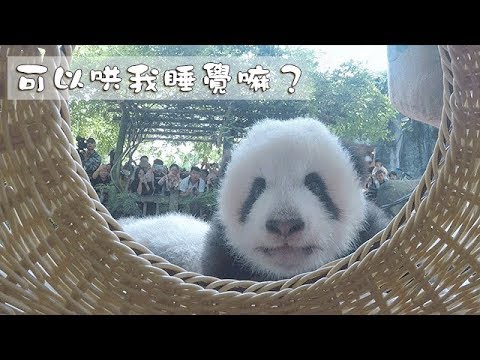 《熊貓早晚安》可以哄我睡覺嘛？| iPanda