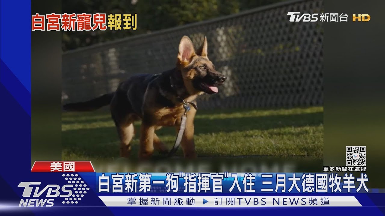 白宮新第一狗 指揮官 入住三月大德國牧羊犬 Tvbs新聞 Youtube