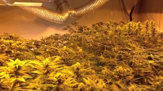4-Strain Flower Room Day 21 And I502 Discussion