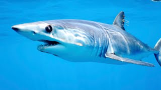FREE DIVING with the FASTEST SHARK - MAKO SHARK - 4K UHD - by Khurram Pervaiz