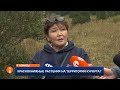 Кок-Жайляу проверили на краснокнижные деревья перед застройкой