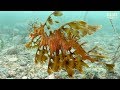 Leafy Seadragons of South Australia | JONATHAN BIRD'S BLUE WORLD