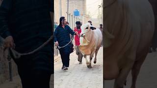 Mashallah Coming Soon Inshallah Qurbani Janwer 🤍🥀 #cow #trustonallah #qurbanvlogs