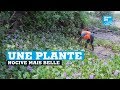 Au Cameroun Des Artistes Utilisent La Jacinthe D Eau Comme Matériau De Création 
