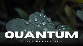 Quantum Light Harvesting - Breakthrough Junior Challenge