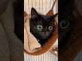 ハンモックでタオルにくるまってぬくぬくしている黒猫　　　 #ねこ #blackcat #かわいい猫 #ミヌエット #kitten #おすすめ動画 #くろねこ #おすすめ