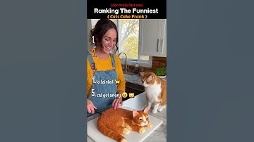 Ranking the Funniest Cats Cake Pranks #shorts #ranking #catpranks