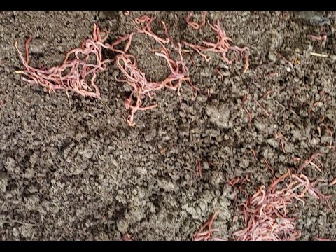 Video: Vermicompost-orme døde - hvorfor dør kompostorme