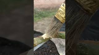 cara mengobati busuk batang tanaman melon