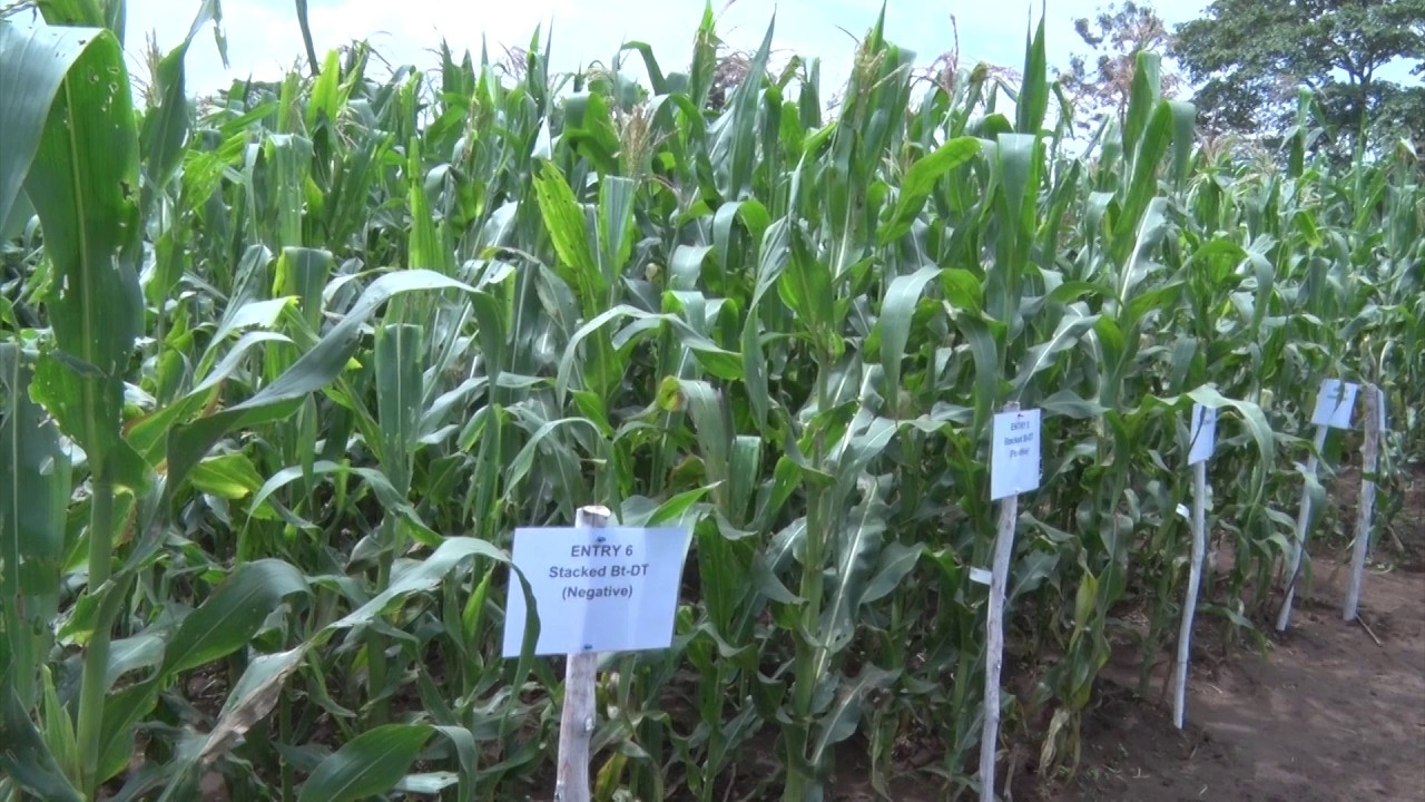 Still from Rwanda's Biotechnology Journey: Africa's Next Innovation Hub