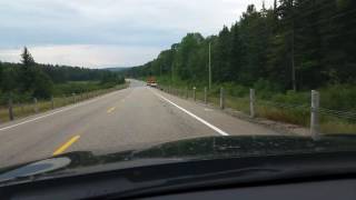 Algonquin Black Mama Bear and 3 Cubs