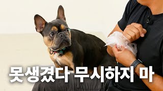 French Bulldogs, get bullied in South Korea...  | Dog Encyclopedia: French Bulldog