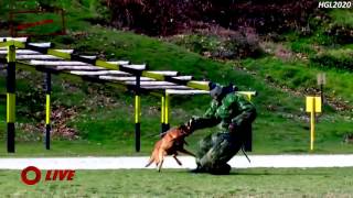 Hgl2020 Hgl2020 Trailer