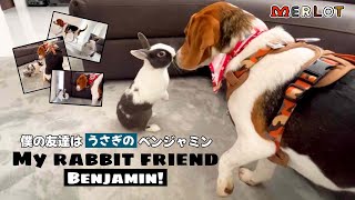 Introducing my rabbit friend Benjamin!／僕の友達を紹介します！ウサギのベンジャミンです！🐇 by Merlot The Beagle 148 views 1 month ago 6 minutes, 43 seconds