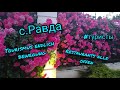 Болгария с.Равда много туристов !!! Рестораны открыты!