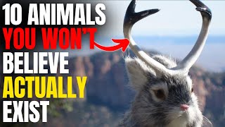 10 Animals You Won’t Believe Actually Exist
