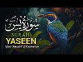 Surah yaseen  036 best recitation surah yaseen  ayesha tariq live