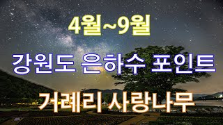 거례리사랑나무 영상