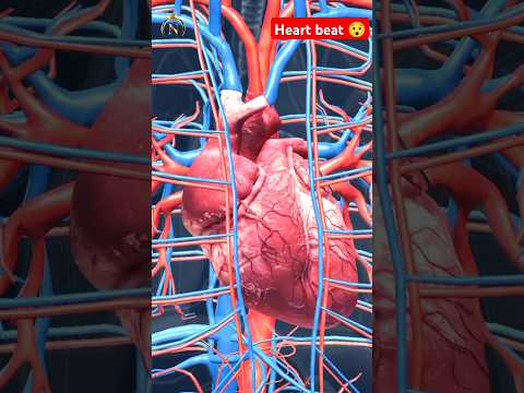 Heart Beat 3d Animation Shorts Heart Heartbeat Heartsound Nursingking Viral 