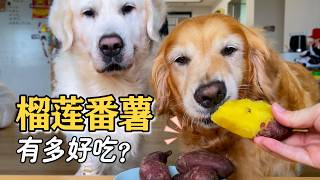 第一次吃“榴莲番薯”，狗子的反应太逗了！