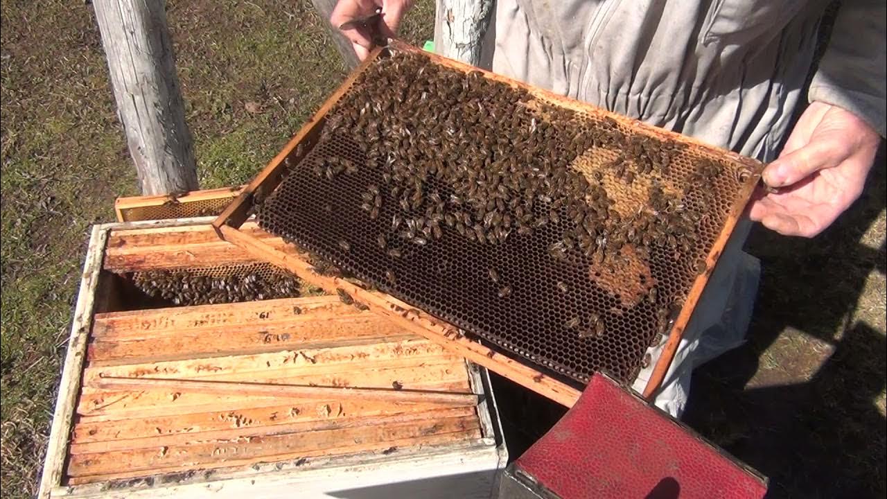 Метод цебро в пчеловодстве. Метод цебро в пчеловодстве