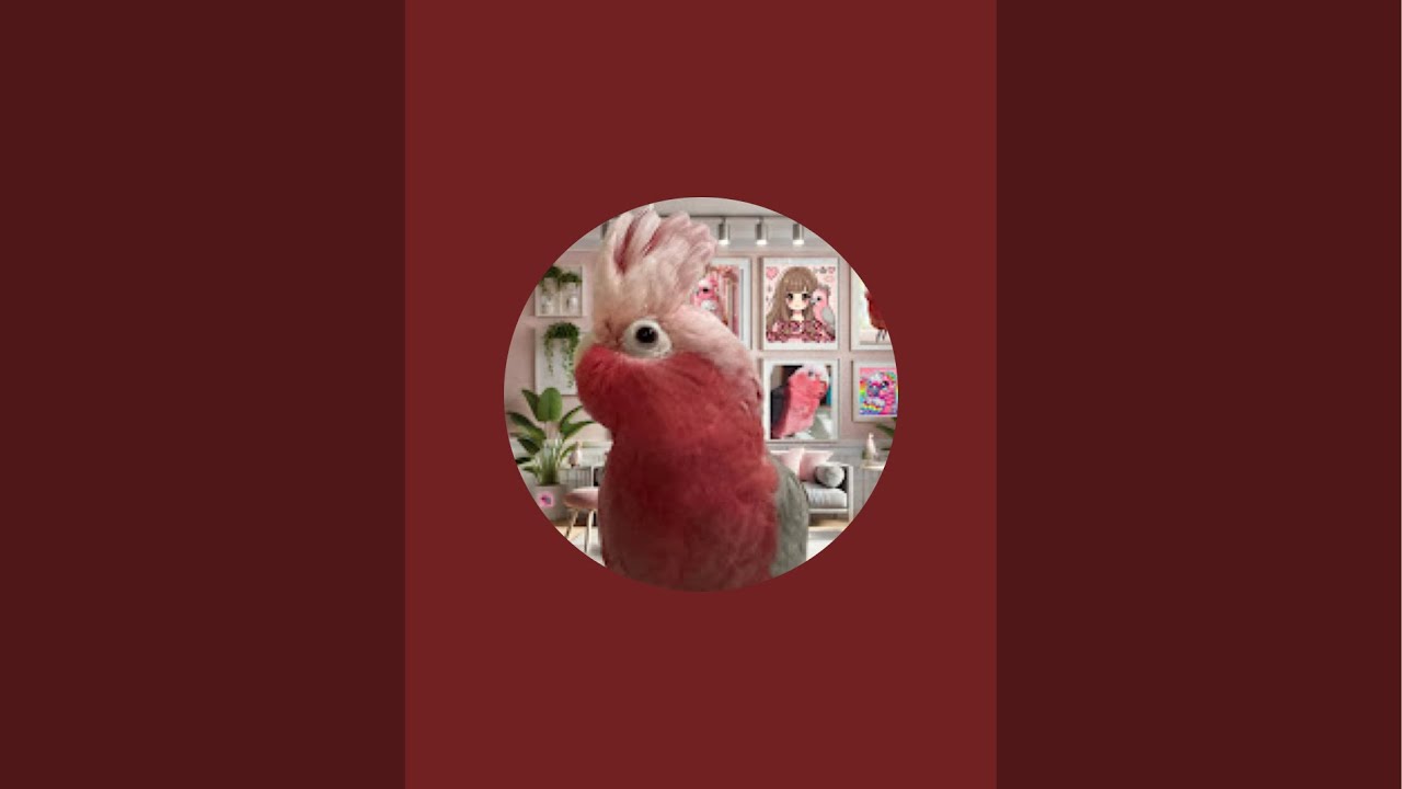 ちゃーちゃん1 ピンクの鳥♡ちゃーちゃんがライブ配信中！ - YouTube