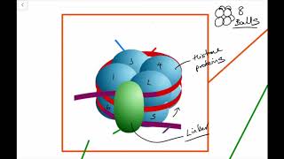 IB Biology Tutorial - 7.1 DNA structure, nucleosomes and non-coding DNA