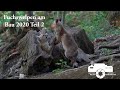 Fuchswelpen am Bau 2020 Teil2 spielende Füchse Rotfuchs Fuchsbau Fuchs red fox Tierfilm Naturfilm