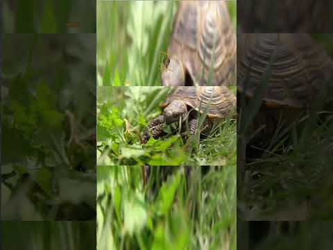 4 Animals that
