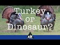 TalcottScience Minute Turkey or Dinosaur 11 13 20