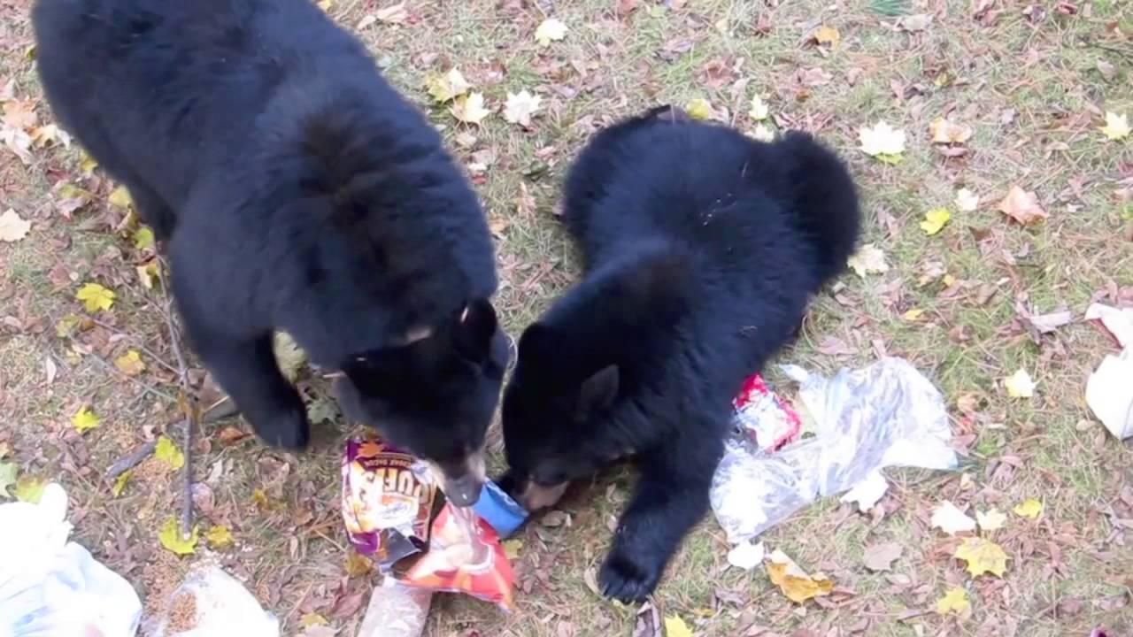 Black bear & three cubs having a feast & climb trees in our yard! - YouTube