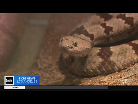 Cbd Gummies For Women [fTLXNbrUxj]