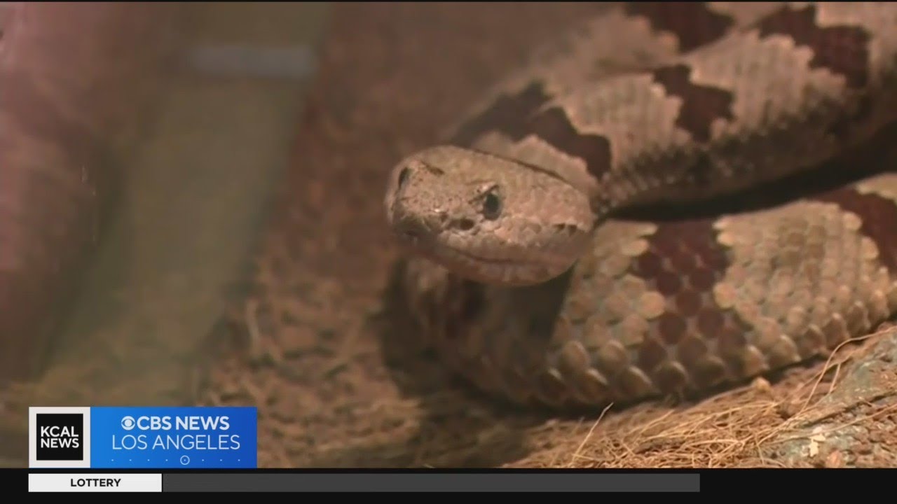 How to stay safe when you encounter a rattlesnake YouTube