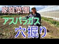 【家庭菜園】アスパラガス定植用の植穴はこの仕様で‼