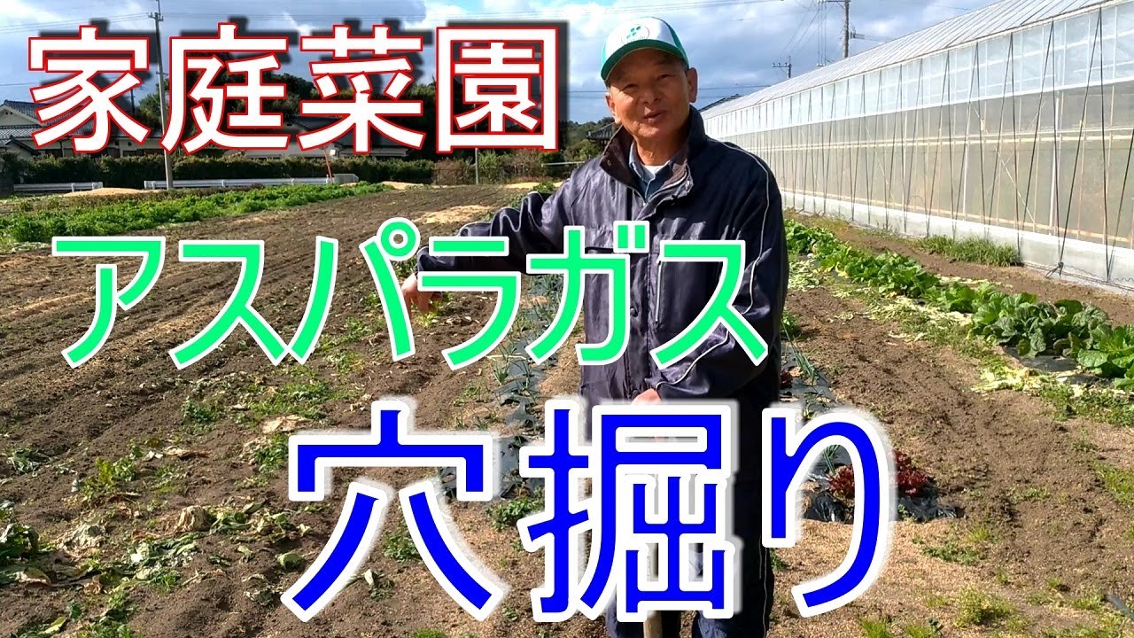 【家庭菜園】アスパラガス定植用の植穴はこの仕様で‼