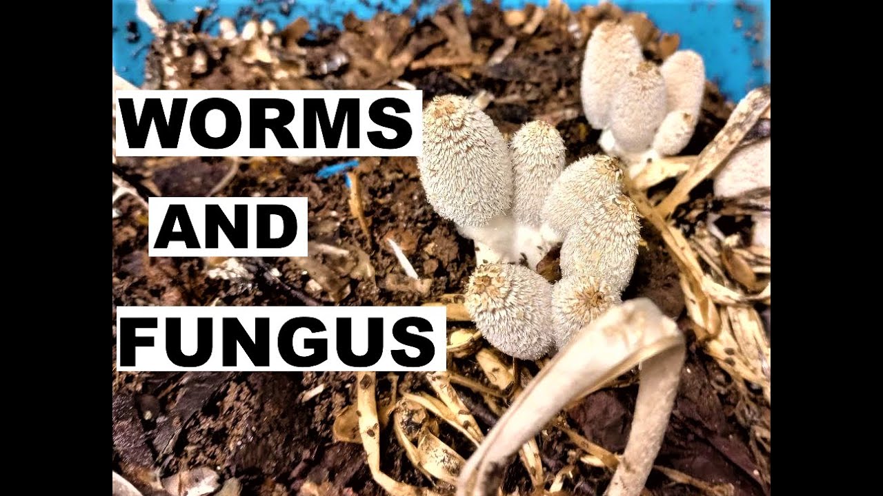 55 Gallon Compost Worm Bin Is mold and mushrooms good for worms? YouTube