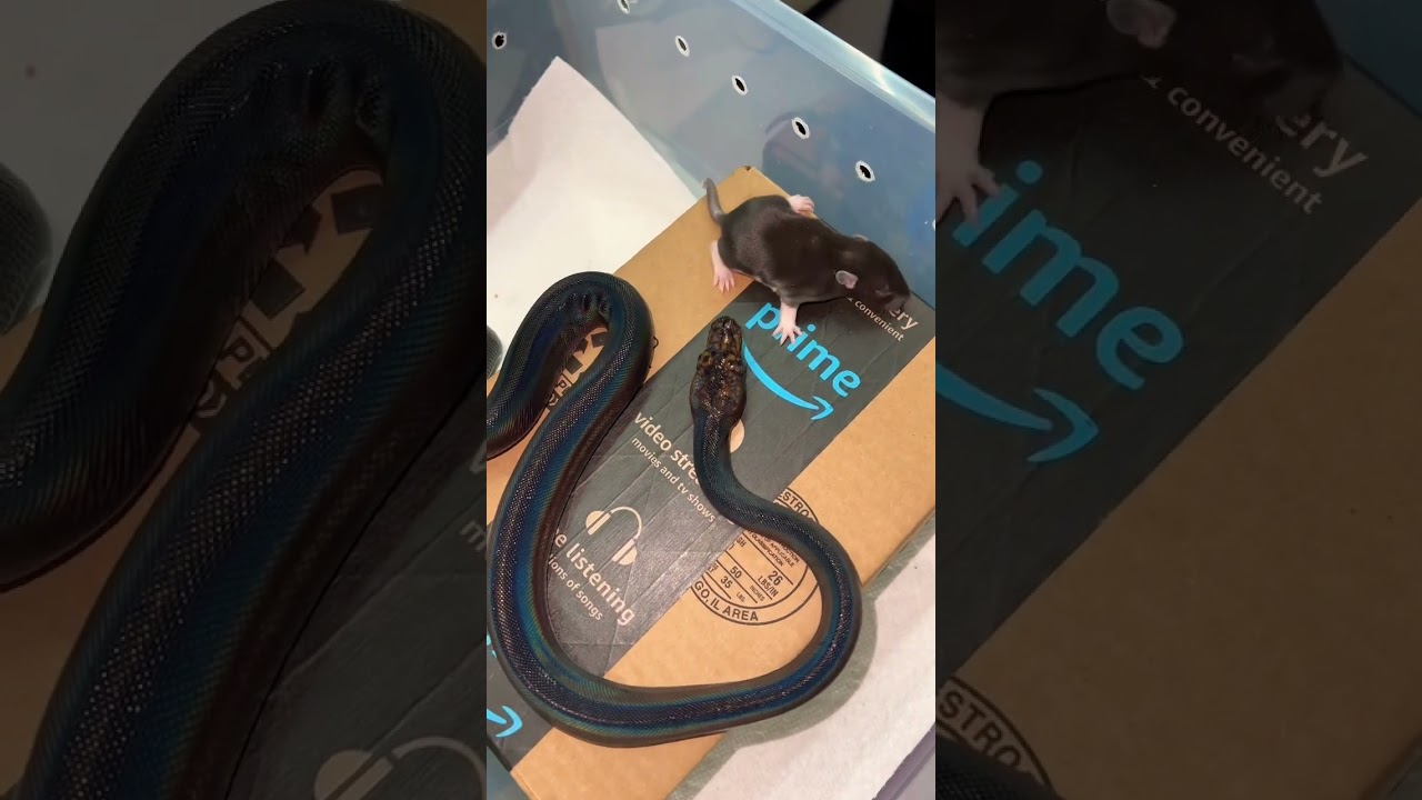 Beautiful Shiny GC retic 🐍🎃👻 