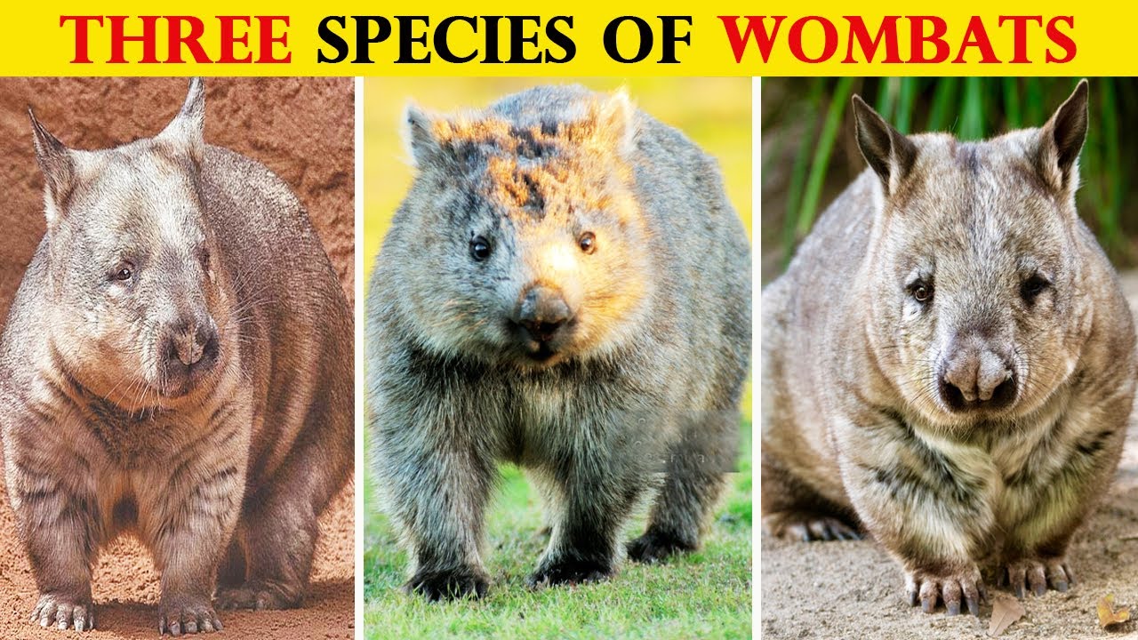All Types of Wombat Species - YouTube