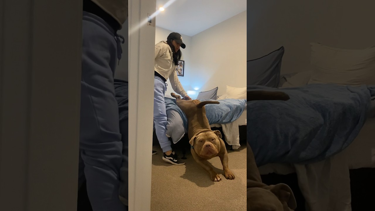 Standard Tuktuk morning routine 😅 #dog #realdog #doglover #puppy #workout #luluandtuktuk #dogs