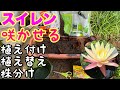 【睡蓮初心者必見】スイレンの植え替え、植え付け、株分け方法！花を咲かせる植え付け方！コメリの芝の目土で植え替え！