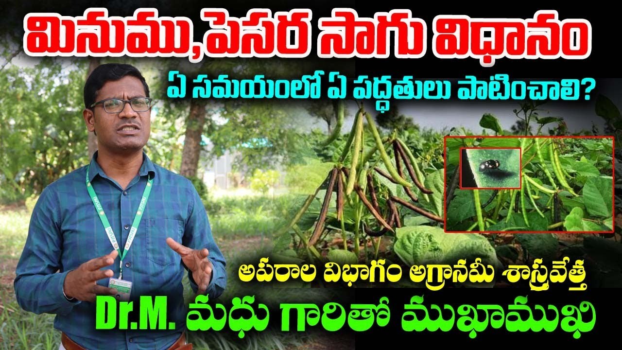 పెసర,మినుములో అధిక దిగుబడికి తీసుకోవాల్సిన టిప్స్ || black gram & green gram #EvusamTv