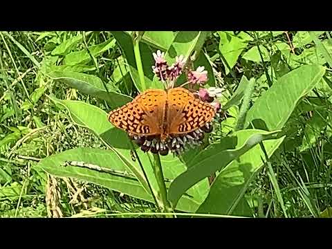 Great Spangled Fritillary Butterfly