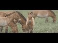 view Wild Horse Conservation in Mongolia digital asset number 1