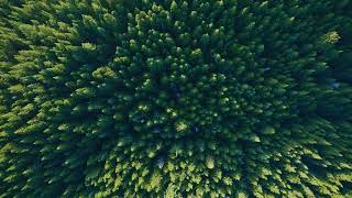 Redwood From Above | Macos Sonoma Live Wallpaper