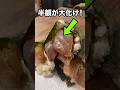 半額の刺身こそ買え😋スーパーの割引パックが「特上」に大化けする極上手巻き寿司🍣