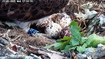 Poole Harbour Osprey Nest Camera  - CJ7 helping 1st egg chick hole